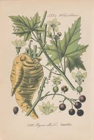 Attēlu rezultāti vaicājumam “Bryonia alba fruit”