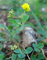 Attēlu rezultāti vaicājumam “Lycogala succineum”