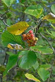 Attēlu rezultāti vaicājumam “Sorbus aria”