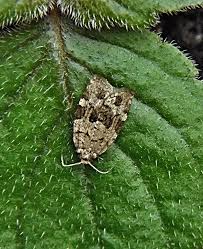 Attēlu rezultāti vaicājumam “Dichelia histrionana”