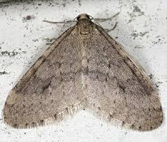 Attēlu rezultāti vaicājumam “Operophtera”