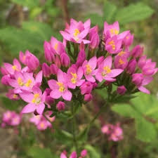 Attēlu rezultāti vaicājumam “Gentianaceae”