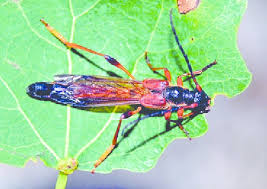 Attēlu rezultāti vaicājumam “Necydalis major”