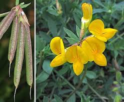 Attēlu rezultāti vaicājumam “Lotus corniculatus flower”