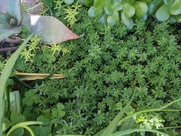 Attēlu rezultāti vaicājumam “Sedum album”