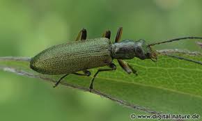 Attēlu rezultāti vaicājumam “Chrysanthia geniculata”