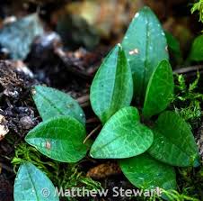Attēlu rezultāti vaicājumam “Goodyera repens leaf”