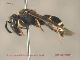 Attēlu rezultāti vaicājumam “Cabera exanthemata female”