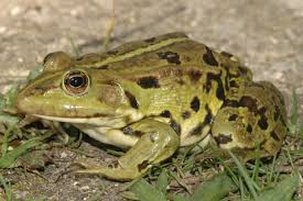 Attēlu rezultāti vaicājumam “Pelophylax juvenile”
