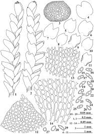 Attēlu rezultāti vaicājumam “Anastrophyllum minutum”