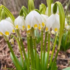 Attēlu rezultāti vaicājumam “Leucojum vernum var. carpathicum”