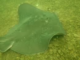 Image result for Bathytoshia brevicaudata