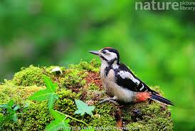 Attēlu rezultāti vaicājumam “Dendrocopos major juvenile”