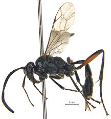 Attēlu rezultāti vaicājumam “Ichneumonidae”