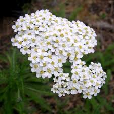 Attēlu rezultāti vaicājumam “Achillea salicifolia flower”