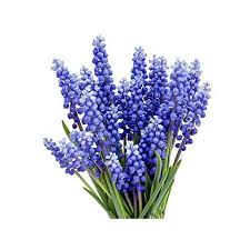 Attēlu rezultāti vaicājumam “Muscari armeniacum”