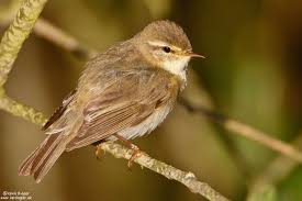 Attēlu rezultāti vaicājumam “Phylloscopus trochilus”
