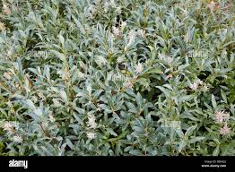 Attēlu rezultāti vaicājumam “Salix lapponum leaf”