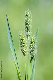 Attēlu rezultāti vaicājumam “Phleum pratense”