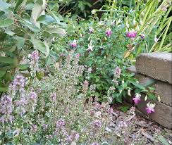 Attēlu rezultāti vaicājumam “Thymus pulegioides fruit”