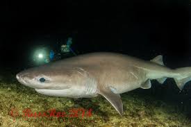 Image result for Hexanchus griseus