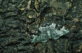 Attēlu rezultāti vaicājumam “Xanthorhoe fluctuata”