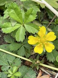 Attēlu rezultāti vaicājumam “Potentilla reptans leaf”