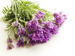 Attēlu rezultāti vaicājumam “Astragalus danicus flower”