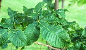 Attēlu rezultāti vaicājumam “Aesculus x hybrida leaf”