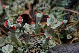 Attēlu rezultāti vaicājumam “Cladonia coccifera”