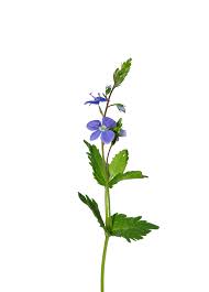 Image result for Veronica chamaedrys