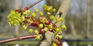 Attēlu rezultāti vaicājumam “Acer platanoides flower”