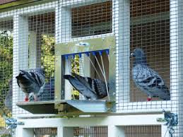 Image result for Meridian Racing Pigeon Lofts