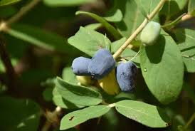 Attēlu rezultāti vaicājumam “Sesleria caerulea fruit”