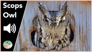 Image result for Otus scops