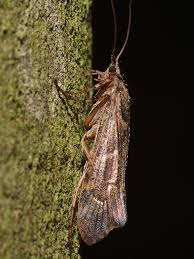 Attēlu rezultāti vaicājumam “Glyphotaelius pellucidus”