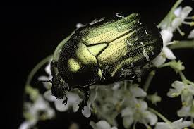 Attēlu rezultāti vaicājumam “Cetonia aurata”