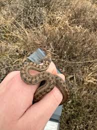 Attēlu rezultāti vaicājumam “Coronella austriaca”