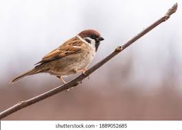 Image result for Passer montanus