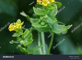 Attēlu rezultāti vaicājumam “Trichia alpina”