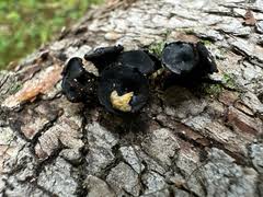 Attēlu rezultāti vaicājumam “Bulgaria inquinans”