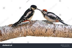 Attēlu rezultāti vaicājumam “Dendrocopos major female”