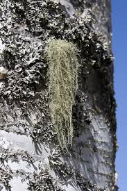 Attēlu rezultāti vaicājumam “Usnea subfloridana”