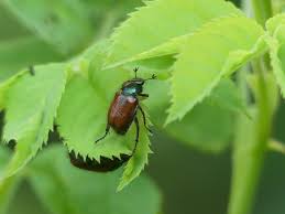 Attēlu rezultāti vaicājumam “Phyllopertha horticola imago”