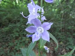 Image result for Campanula affinis