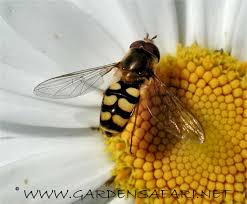 Attēlu rezultāti vaicājumam “Eupeodes corollae”