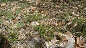 Attēlu rezultāti vaicājumam “Luzula luzuloides fruit”