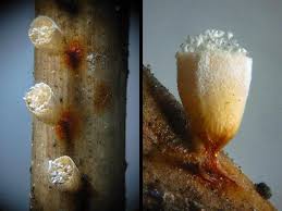 Attēlu rezultāti vaicājumam “Craterium leucocephalum spores”