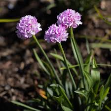 Attēlu rezultāti vaicājumam “Armeria vulgaris flower”