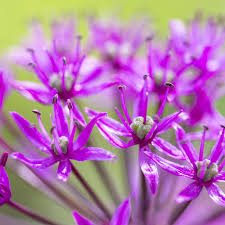 Attēlu rezultāti vaicājumam “Allium holandicum flower”